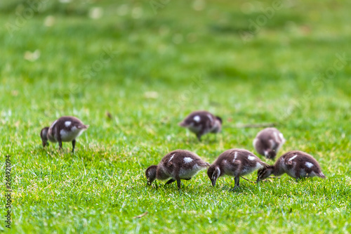 Feed time © Philip Wood