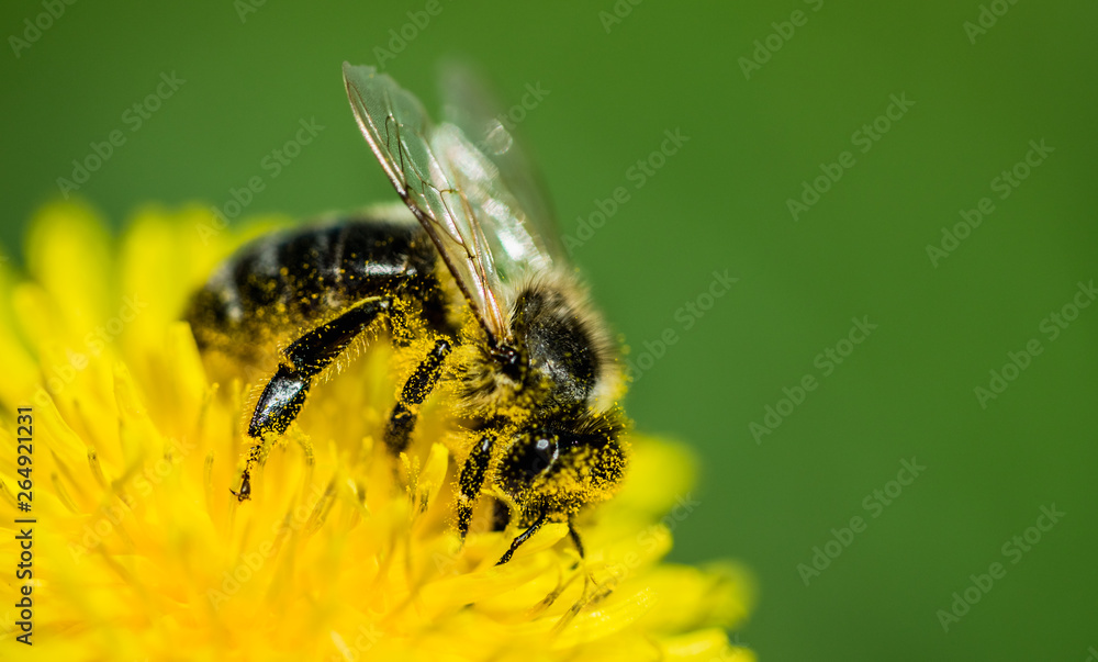 Honey bee and sunny yellow dandelion. Spring Card Honey bee and sunny yellow dandelion. Spring Card