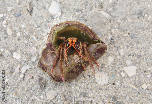 A close up photograph of a hermit crab emerging from the host shell. Sea crab on a rocks. Macro photo.
