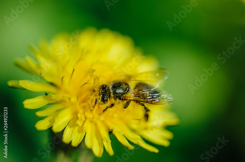 Honey bee and sunny yellow dandelion. Spring Card