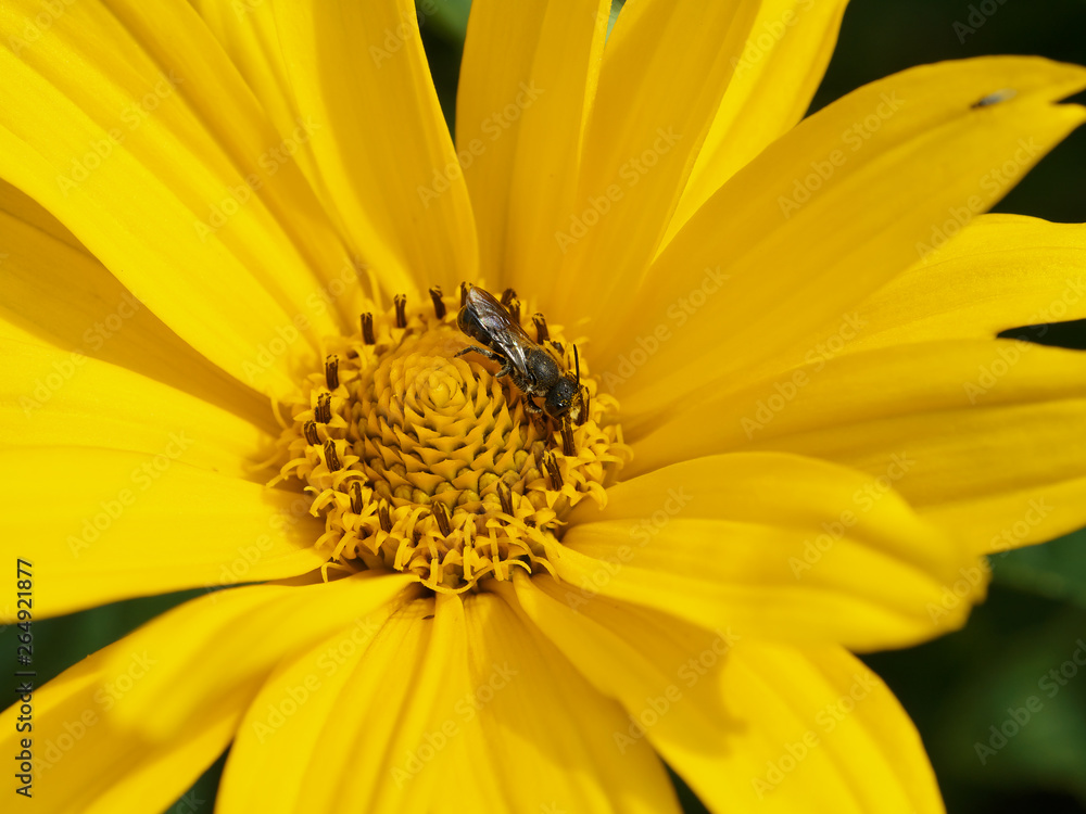 bee collects nectar from a yellow orange carnation marigold tagrtes closeup photo bee collects nectar from a yellow orange carnation marigold tagrtes closeup photo