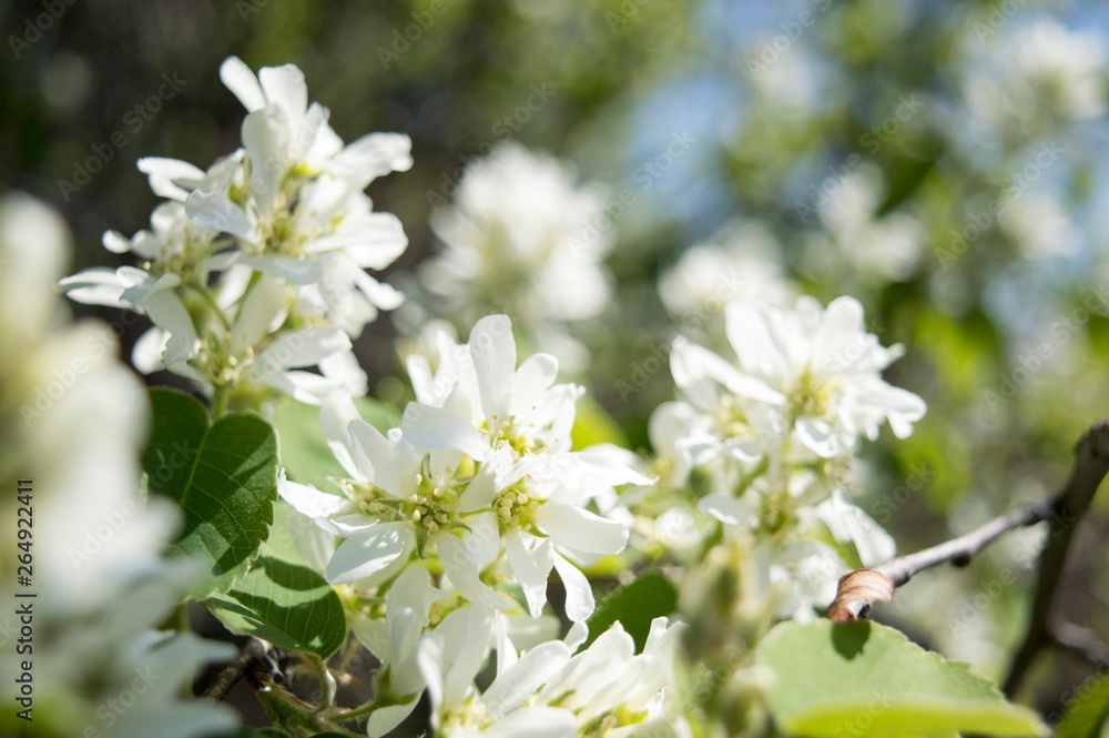 white flowers of apple tree in spring white flowers of apple tree in spring