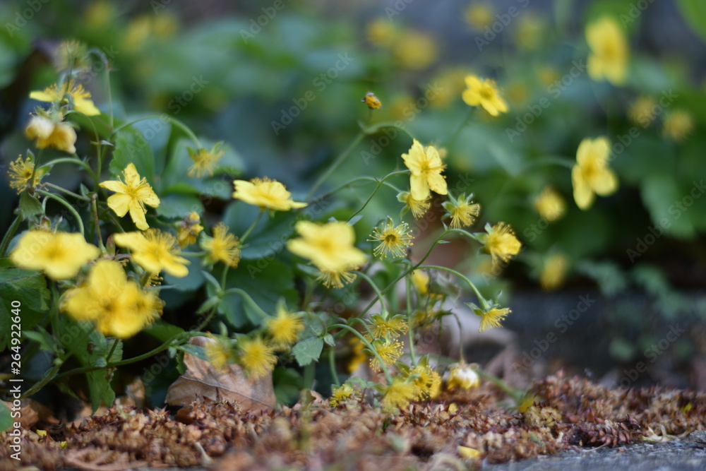 Obraz premium Blühende Waldsteinien (Waldsteinia)