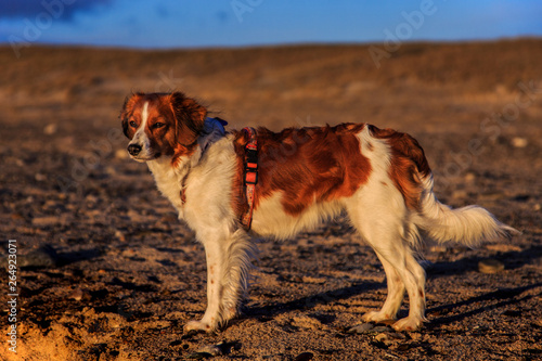 Sunset Kooiker Dog photo