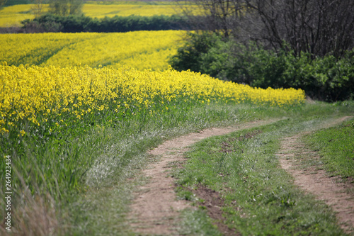 Beautiful yellow field of rapeseed with dirt road, selective focus