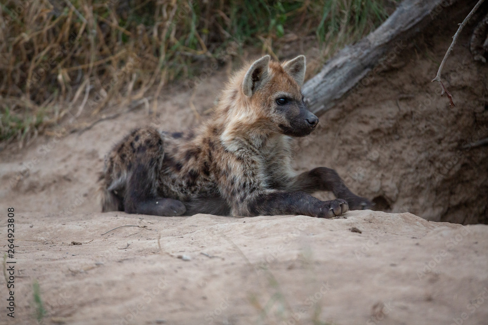 A young hyaena laying outside the den waiting for the adults to return. A young hyaena laying outside the den waiting for the adults to return.