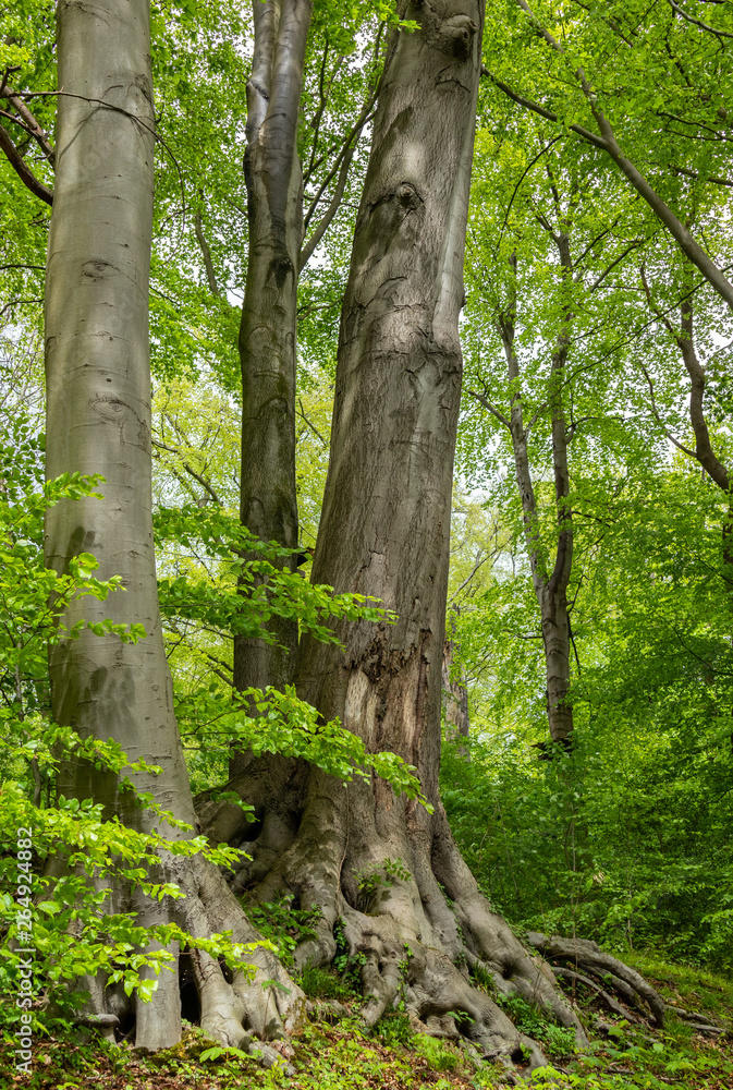 beautiful old trees in a forest beautiful old trees in a forest