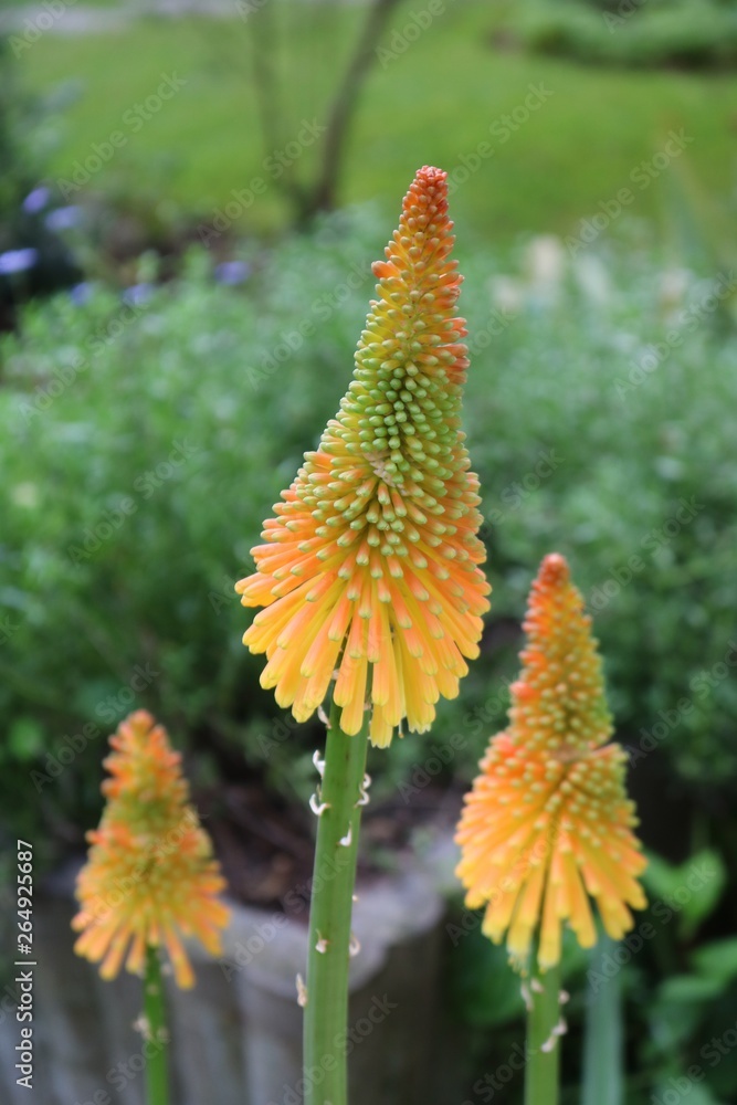 Three kniphofia or red hot poker blooms in mango popsicle colour Three kniphofia or red hot poker blooms in mango popsicle colour