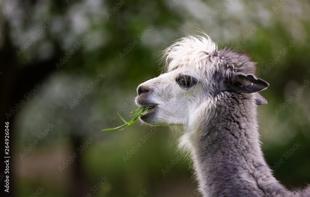 Obraz premium Alpaca eating grass,South American mammal