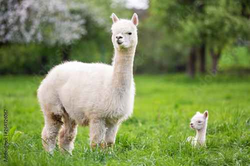 White Alpaca with offspring, South American mammal photo