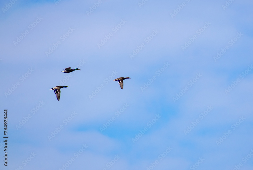 A flock of ducks fly in the free blue sky.