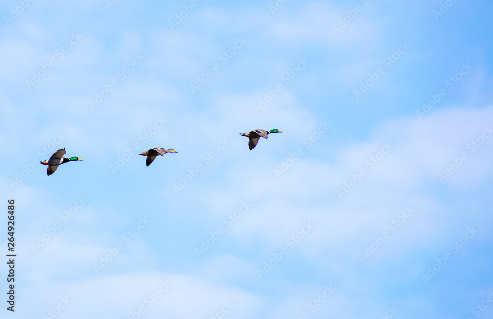 A flock of ducks fly in the free blue sky.