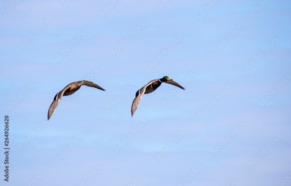 Obraz premium A flock of ducks fly in the free blue sky.