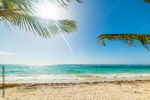 Palms and white sand Raisins Clairs beach