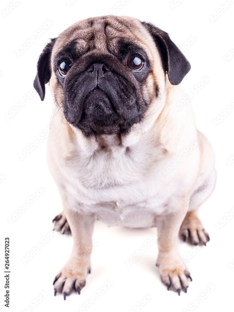 Portrait of a pug dog with big sad eyes. Isolated