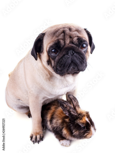 Dog pug and tricolor rabbit on white background © Anna