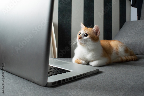 orange funny cat sitting near the laptop photo