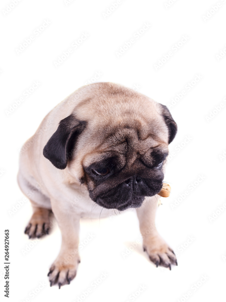 Portrait of a pug dog with big sad eyes. Isolated