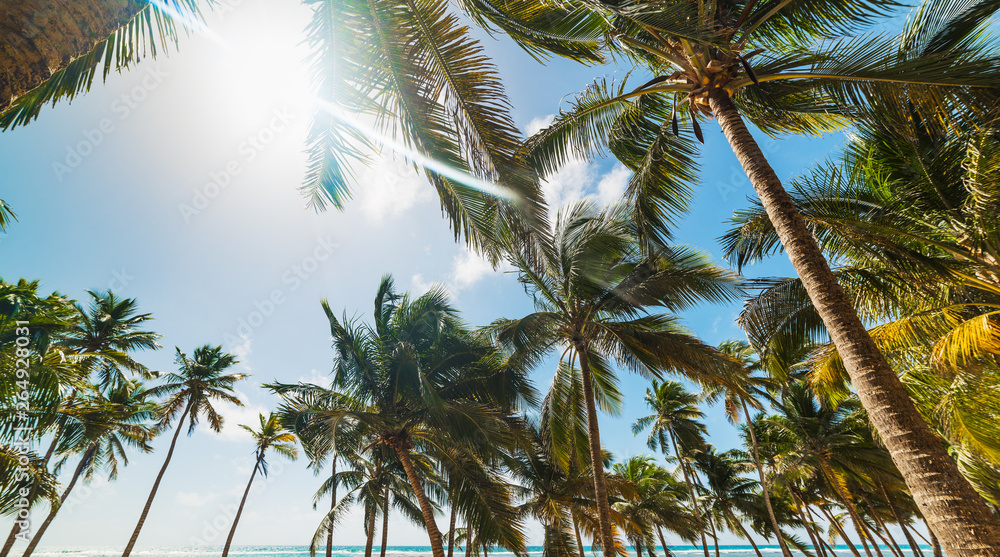 Sun shining over palm trees in Bois Jolan beach in Guadeloupe Sun shining over palm trees in Bois Jolan beach in Guadeloupe