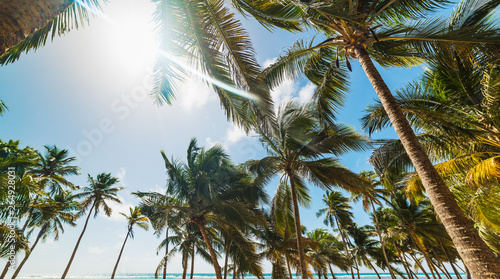 Sun shining over palm trees in Bois Jolan beach in Guadeloupe