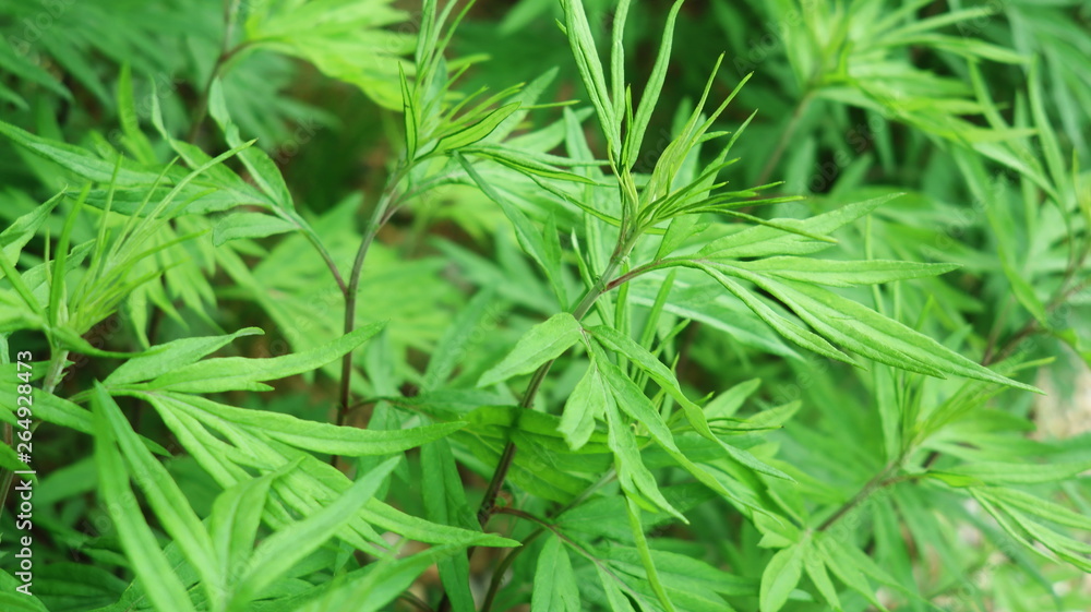 Leaves of common mugwort Leaves of common mugwort