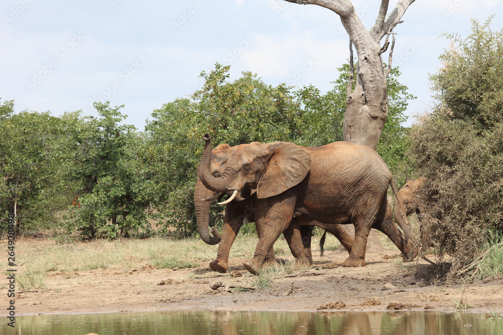 Fototapeta premium Afrikanischer Elefant / African elephant / Loxodonta africana