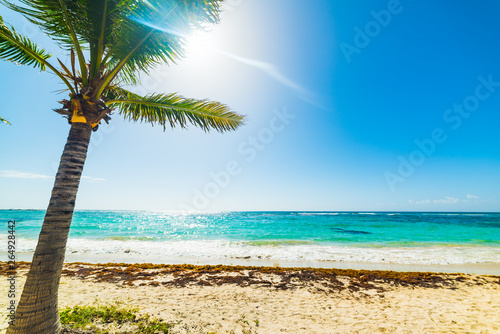 Fototapeta Naklejka Na Ścianę i Meble -  Palm tree under a shining sun in Guadeloupe