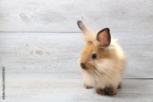 beautiful brown bunny rabbit on wood background