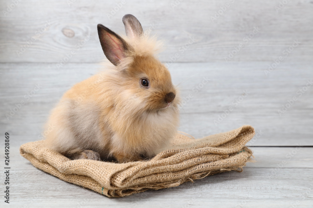cute brown easter bunny rabbit on sackcloth with wood background cute brown easter bunny rabbit on sackcloth with wood background