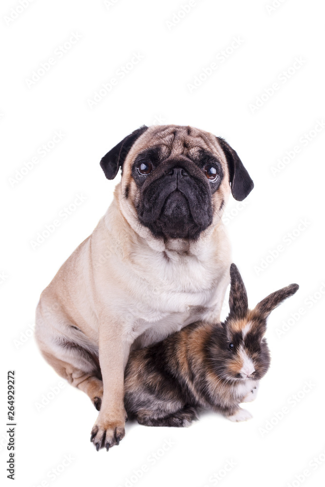 Dog pug and tricolor rabbit on white background Dog pug and tricolor rabbit on white background