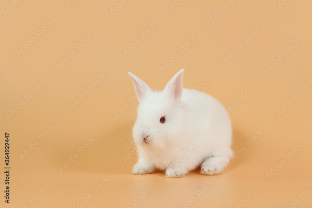 baby and cute white bunny rabbit on orange background