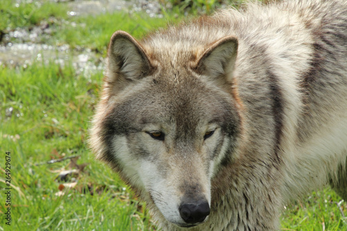 Close Up Face of a Wolf