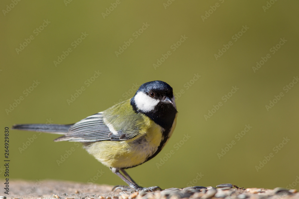Naklejka premium Great Tit (Parus major) in the nature reserve Moenchbruch near Frankfurt, Germany.