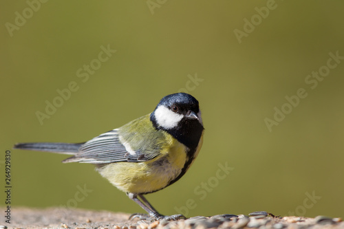 Great Tit (Parus major) in the nature reserve Moenchbruch near Frankfurt, Germany.