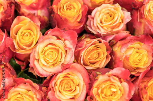 Background of pink and peach roses. Fresh pink roses. A huge bouquet of flowers. The best gift for women