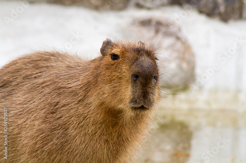 capybara photo