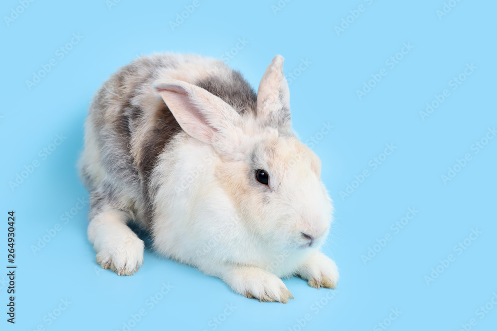 young cute black and white easter bunny rabbit on blue background and right copy space young cute black and white easter bunny rabbit on blue background and right copy space