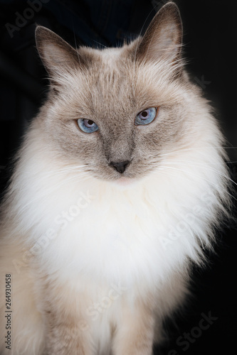 Beautiful Ragdoll Cat model with face looking directly in the camera with beautiful charming look, with hypnotizing blue eyes and long light fur, isolated on a black background