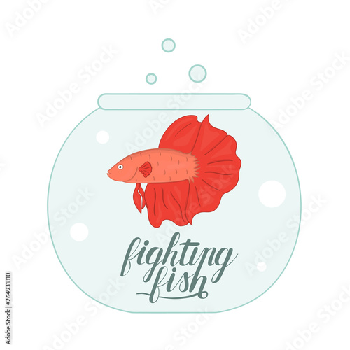 Vector colored illustration of fish in aquarium with fish name lettering. Cute picture of fighting fish for pet shops or children illustration