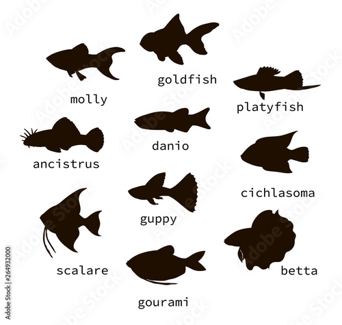 Vector set of black aquarium fish silhouettes with text. Collection of isolated on white background monochrome molly, guppy, platyfish, goldfish, danio, scalare, cichlasoma, ancistrus, gourami