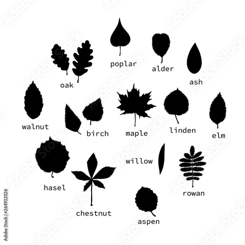 Vector set of black leaves silhouettes with text. Collection of isolated on white background monochrome birch, maple, oak, rowan, chestnut, hazel, linden, alder, aspen, elm, poplar, willow leaf