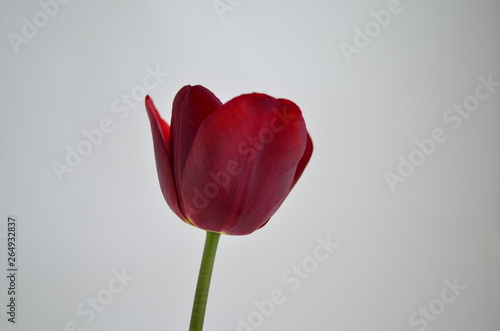 one beautiful burgundy tulip on a white background