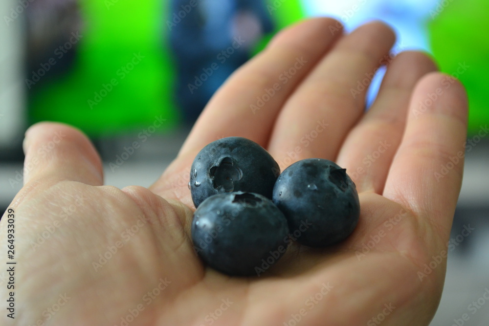 Hand holds blueberry berries. Blueberries - the world's healthiest foods. Contents vitamins, antimicrobial, antipyretic, strengthens the immune system, improves vision, improves digestion Hand holds blueberry berries. Blueberries - the world's healthiest foods. Contents vitamins, antimicrobial, antipyretic, strengthens the immune system, improves vision, improves digestion