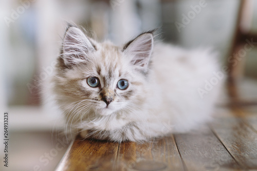 Little blue eyed Neva Masquerade Kitten on a wood chair in a german kitchen