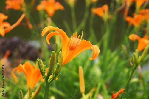 Flowers of turkish lily