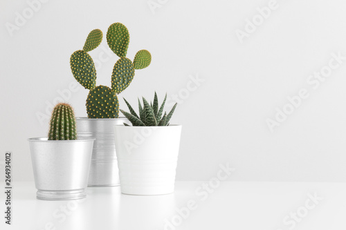 Various types of cactus and a succulent plant on a white table with blank copy space.
