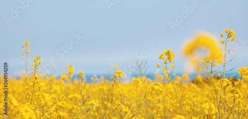 Fototapeta Naklejka Na Ścianę i Meble -  Bright summer background, yellow flowers against the blue sky