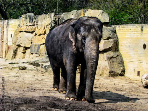 Beautiful elephant in sunny day - whole body