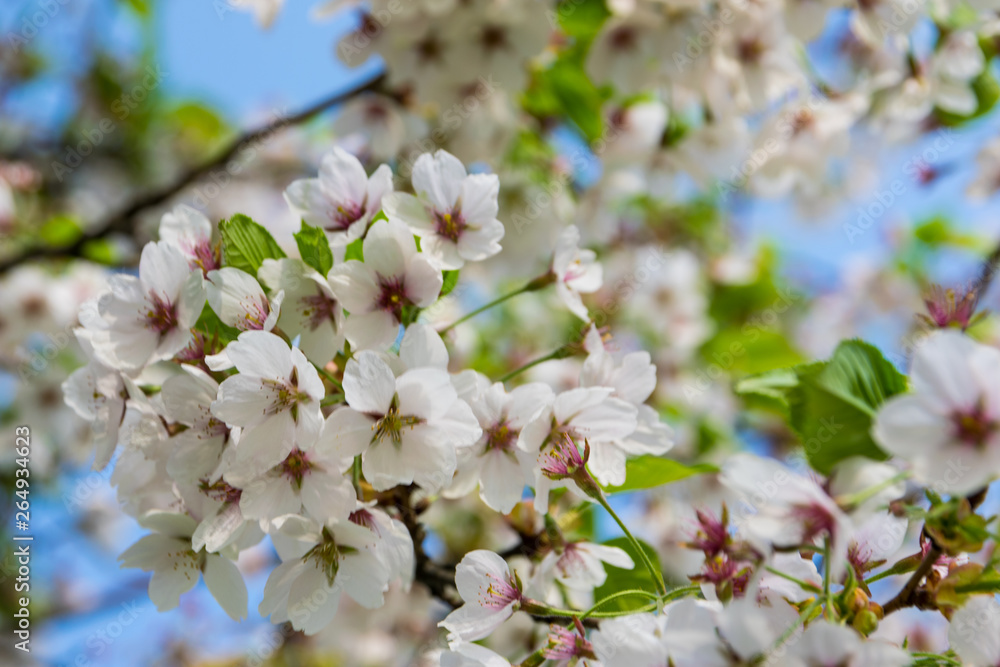 Sakura in bloom, blooming plum on a sunny day Sakura in bloom, blooming plum on a sunny day