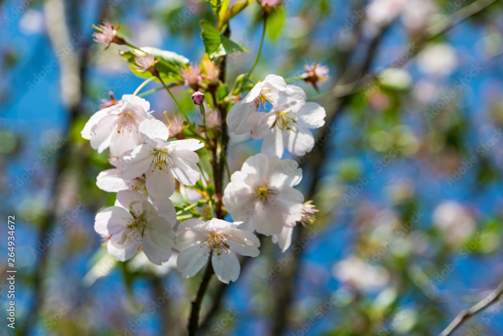 Sakura in bloom, blooming plum on a sunny day